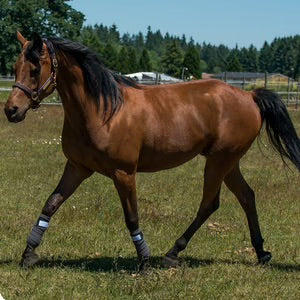 Therapeutic Polo Wraps