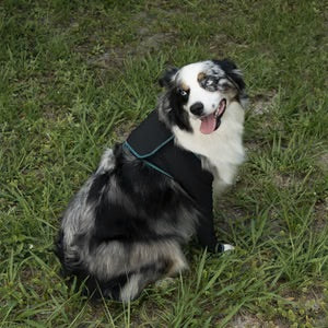 Canine Comfort & Care Sleeves (Front)