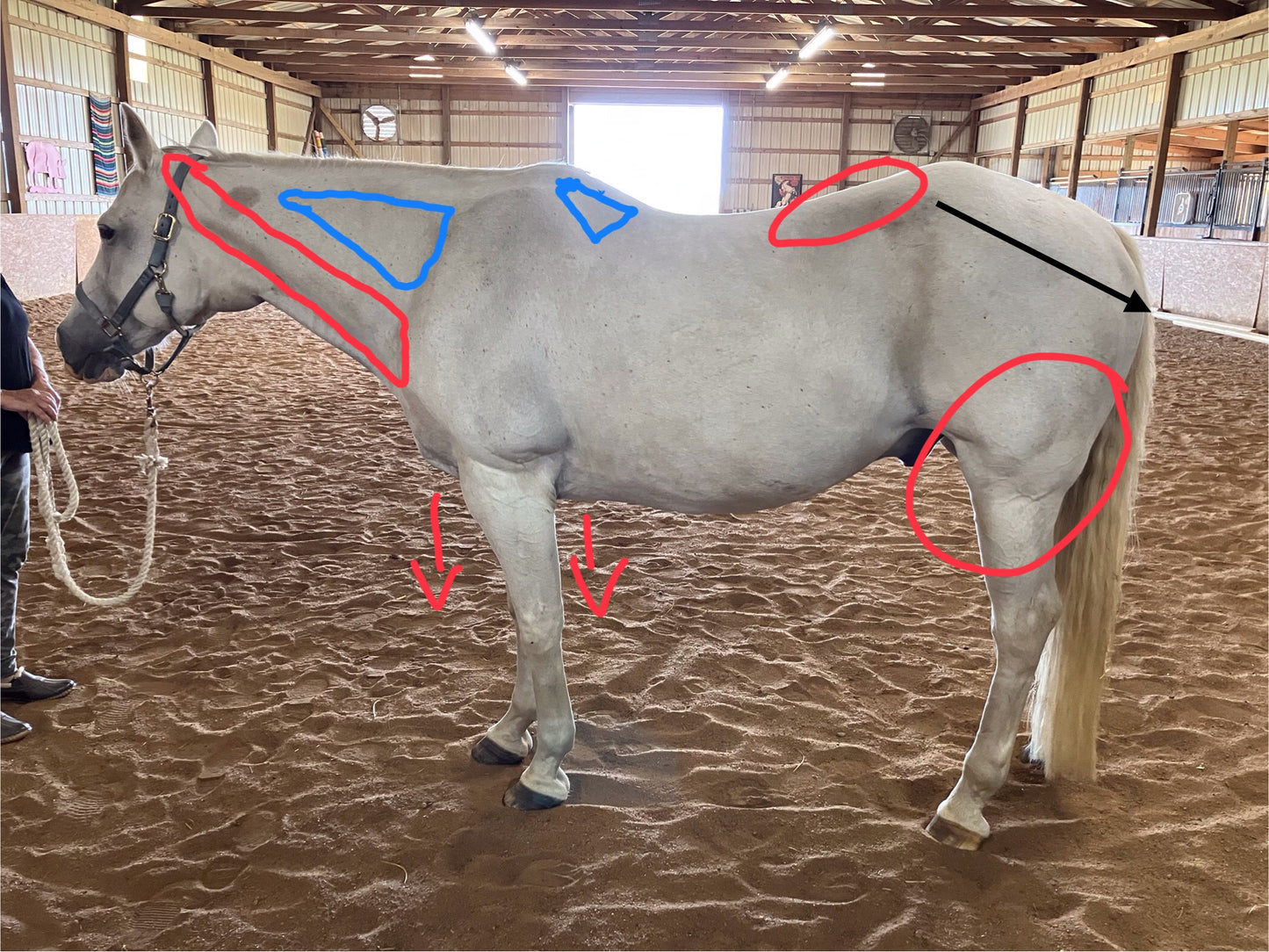 Equine Evaluation & Consulting