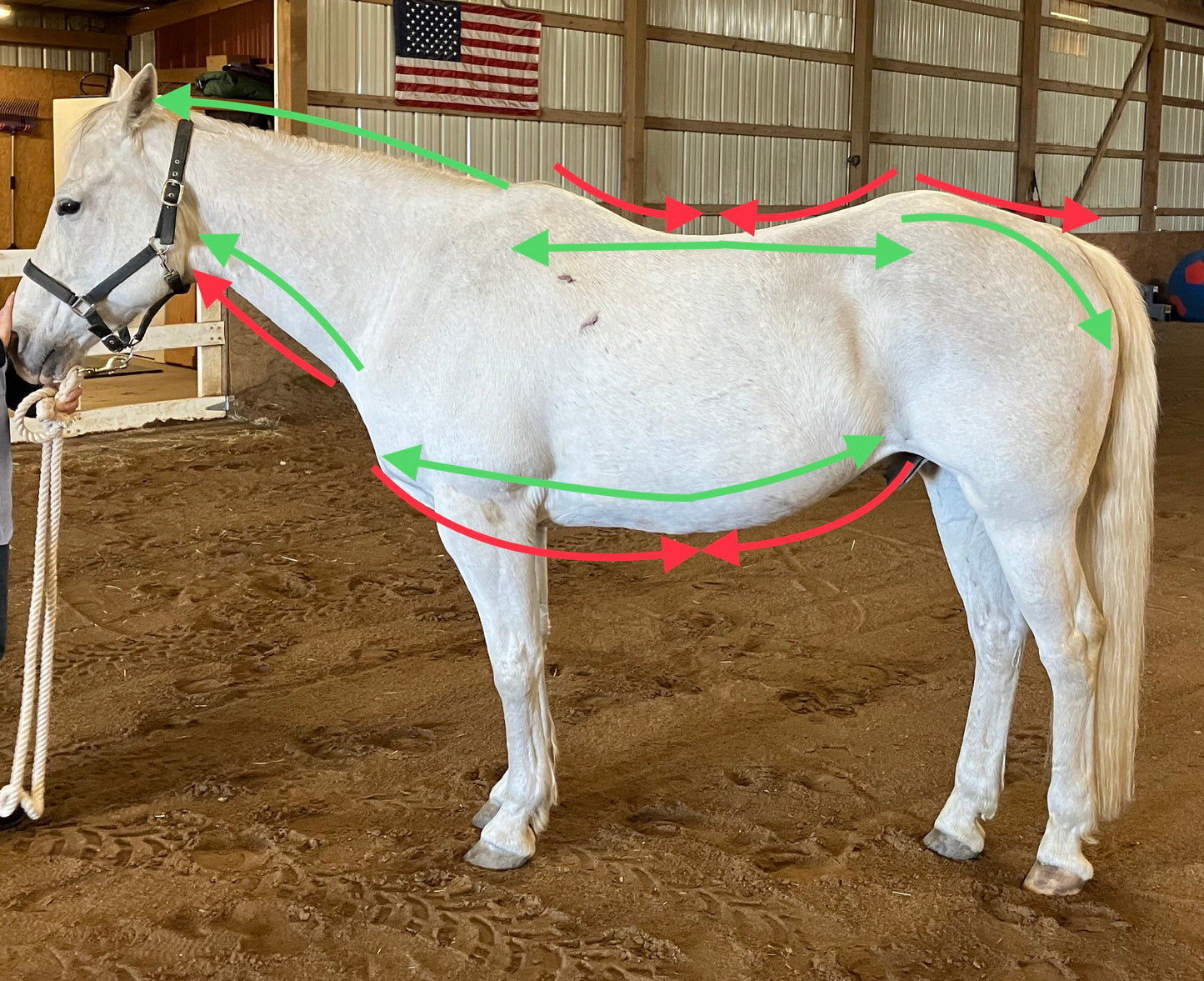 Equine Bodywork Session
