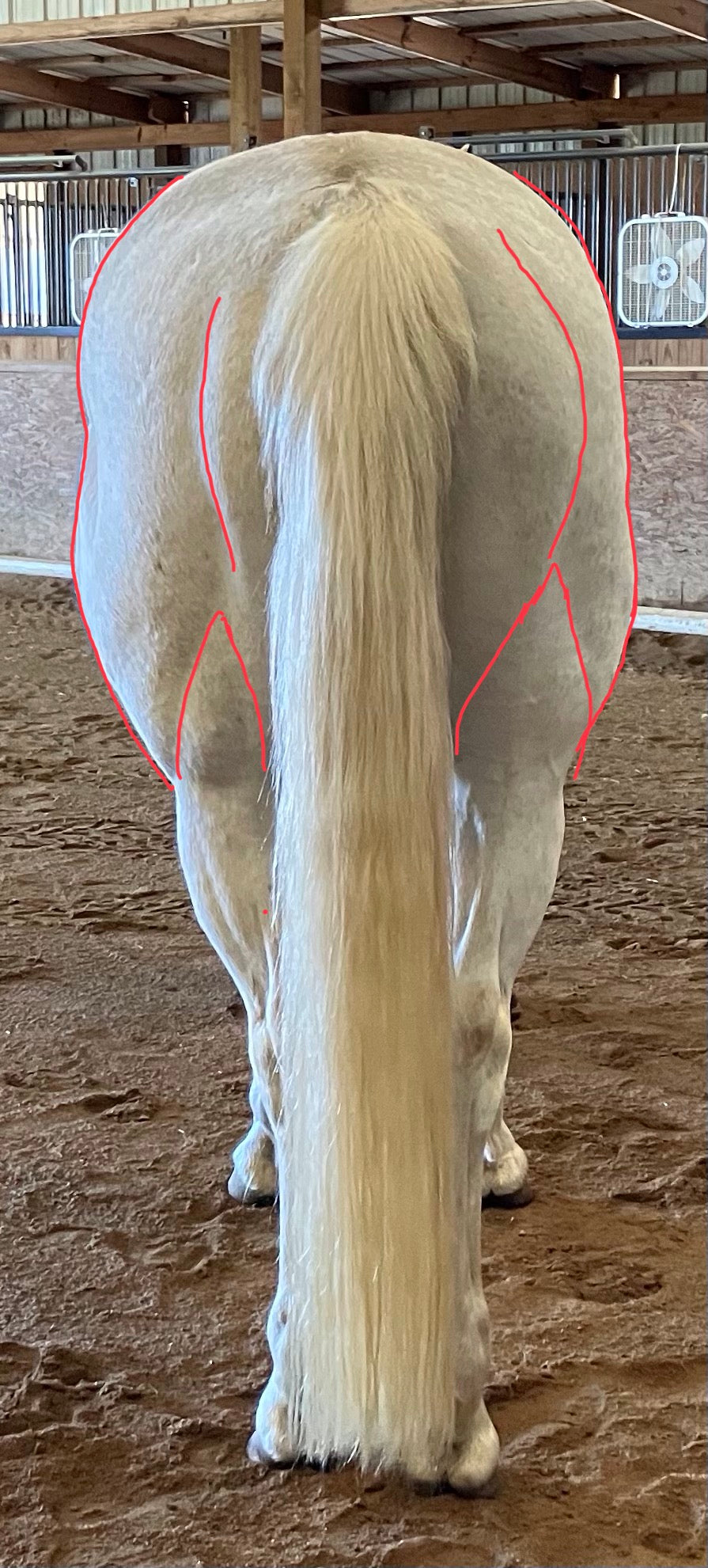 Equine Bodywork Session
