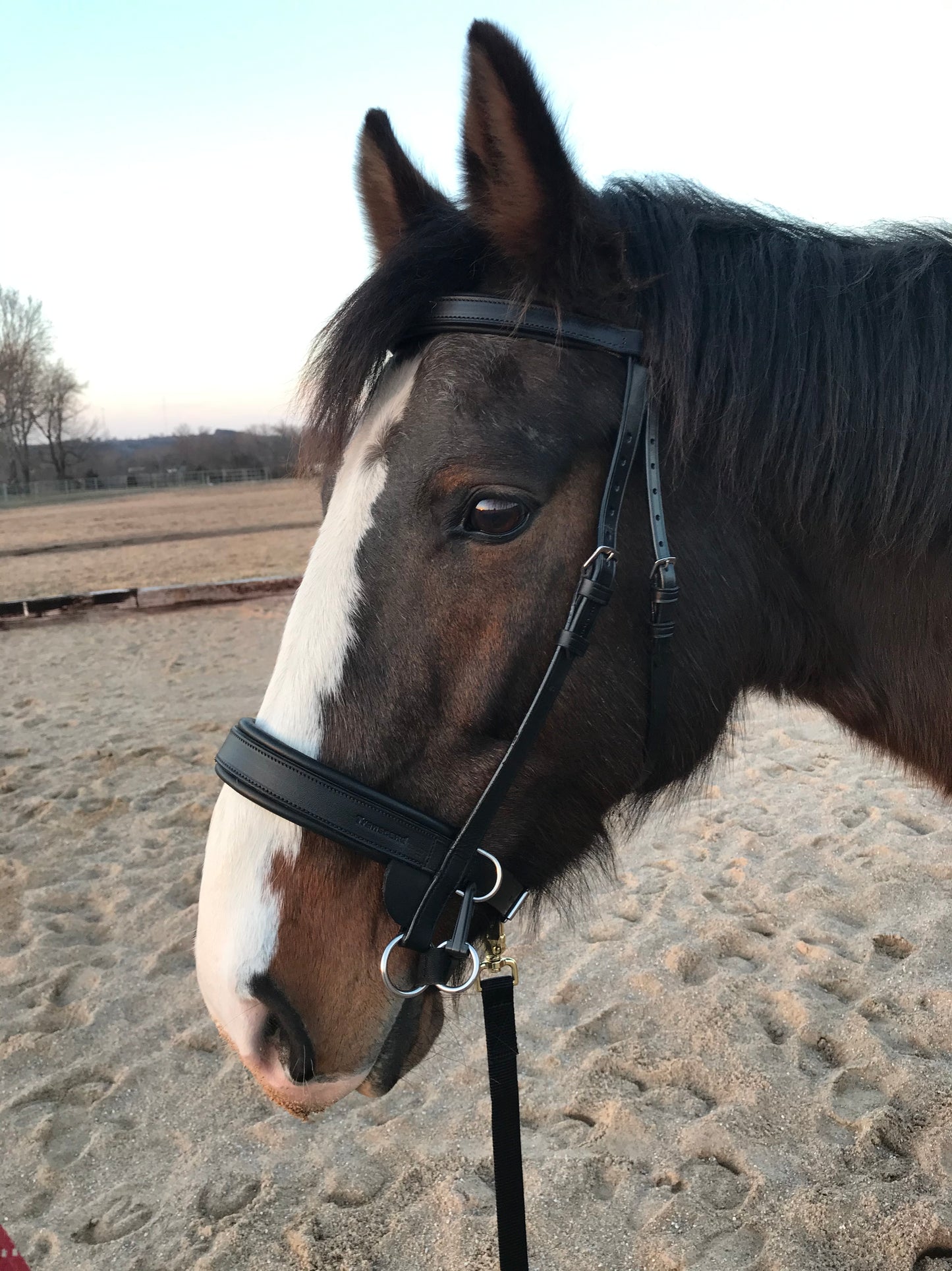 Equine Rehabilitation