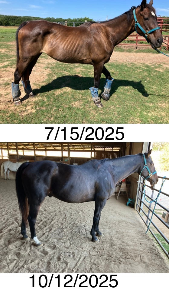 Hurricane Hank T-Shirt