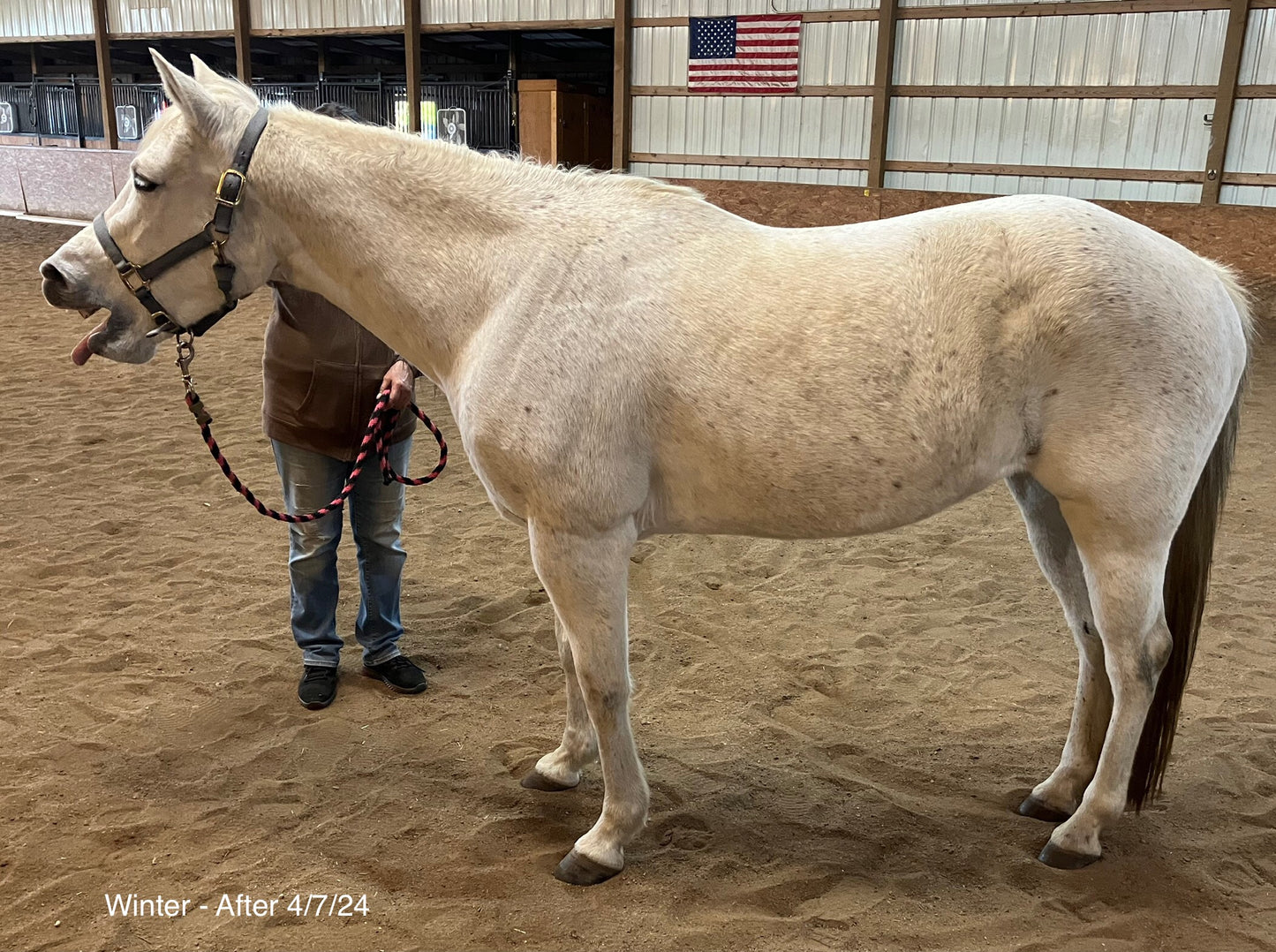 Equine Rehabilitation