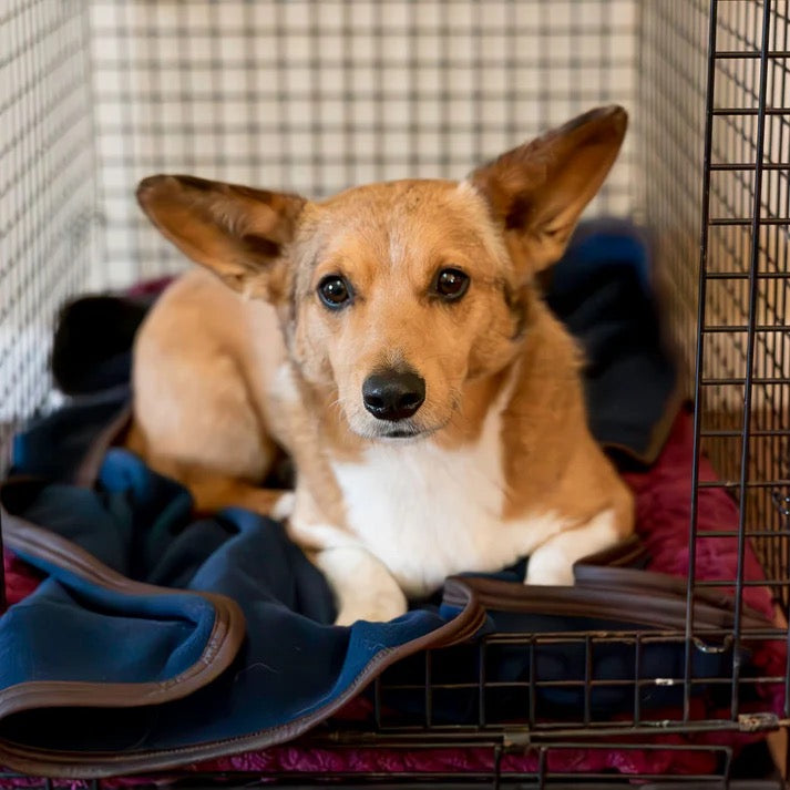 Canine Therapeutic Bed Liner