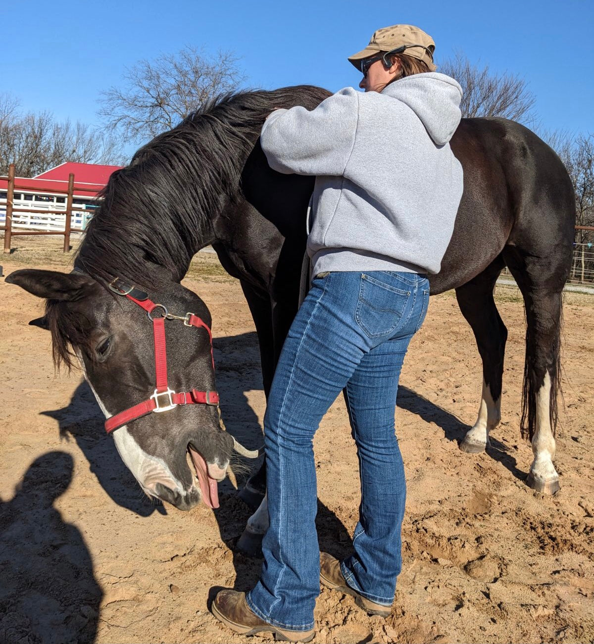 Equine Bodywork Session