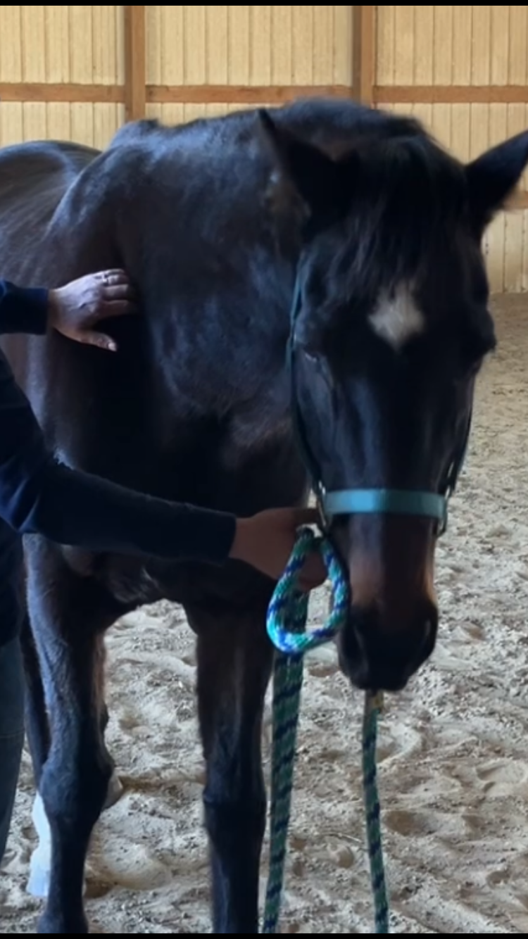Equine Bodywork Session