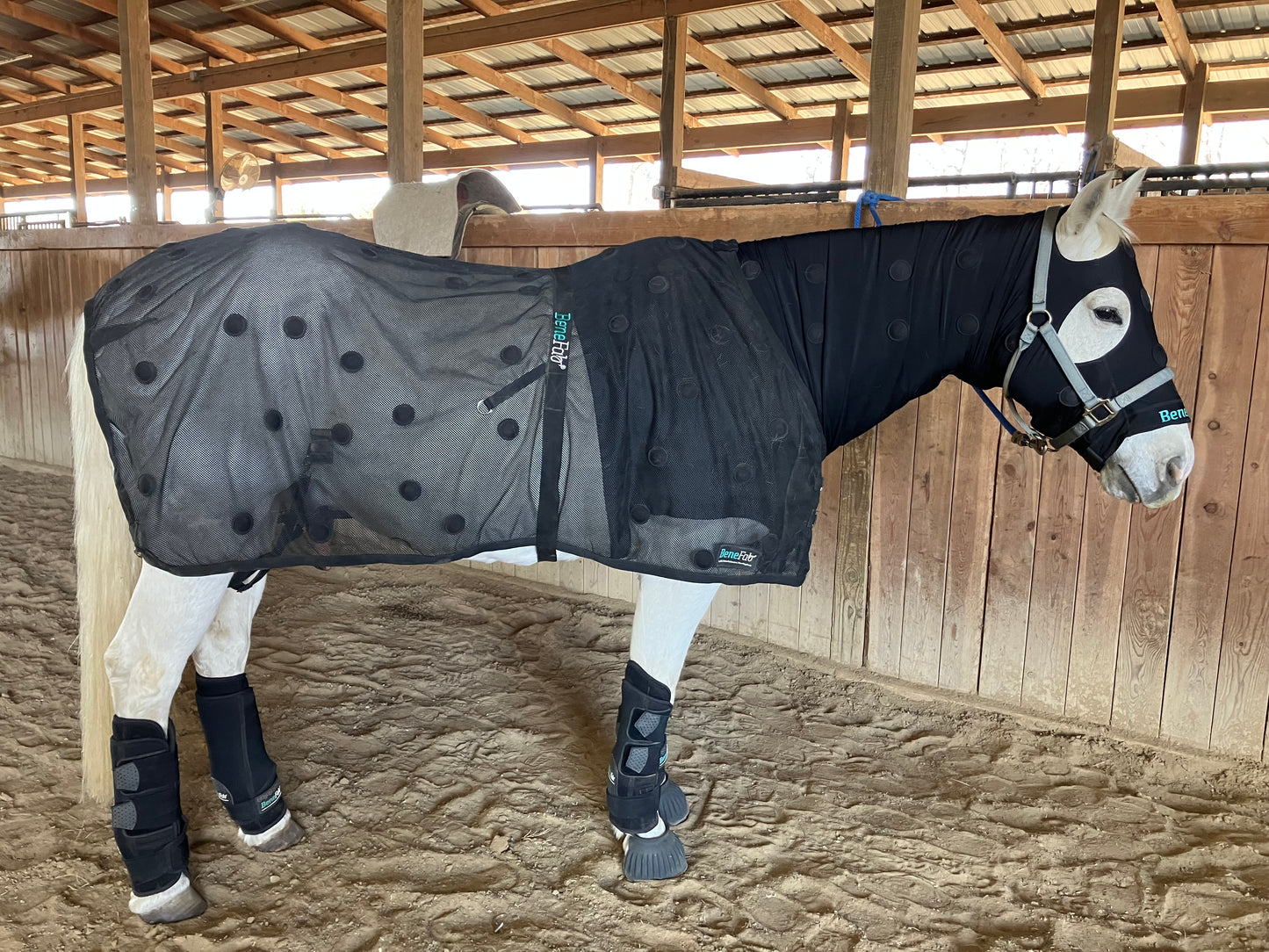 Equine Bodywork Session